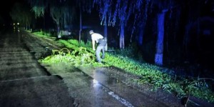 风吹树倒路受阻，民警清理保畅通
