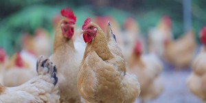 <?php the_title(); ?>